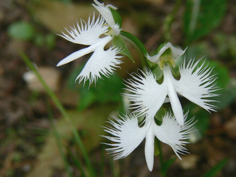 Длинное название цветка. Орхидея «большая белая цапля» (Habenaria Radiata). Орхидея хабенария Радиата. Орхидея японская хабенария. Поводник Лучистый.